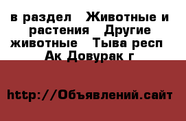  в раздел : Животные и растения » Другие животные . Тыва респ.,Ак-Довурак г.
